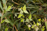 Hog Peanut